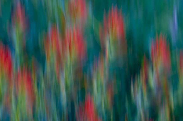 USA, Colorado, Crested Butte Flower abstract